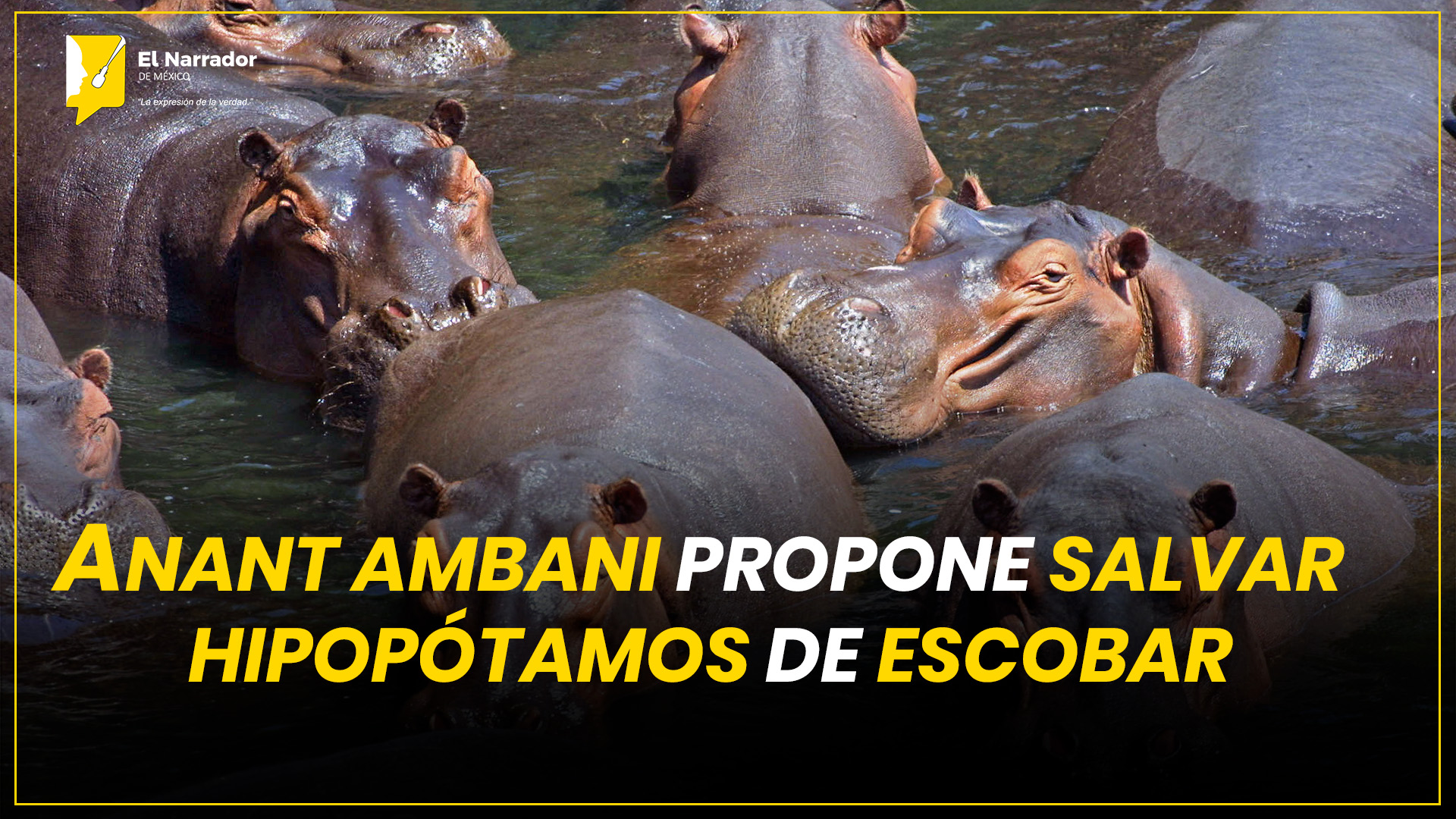 ANANT AMBANI PROPONE SALVAR HIPOPÓTAMOS DE ESCOBAR