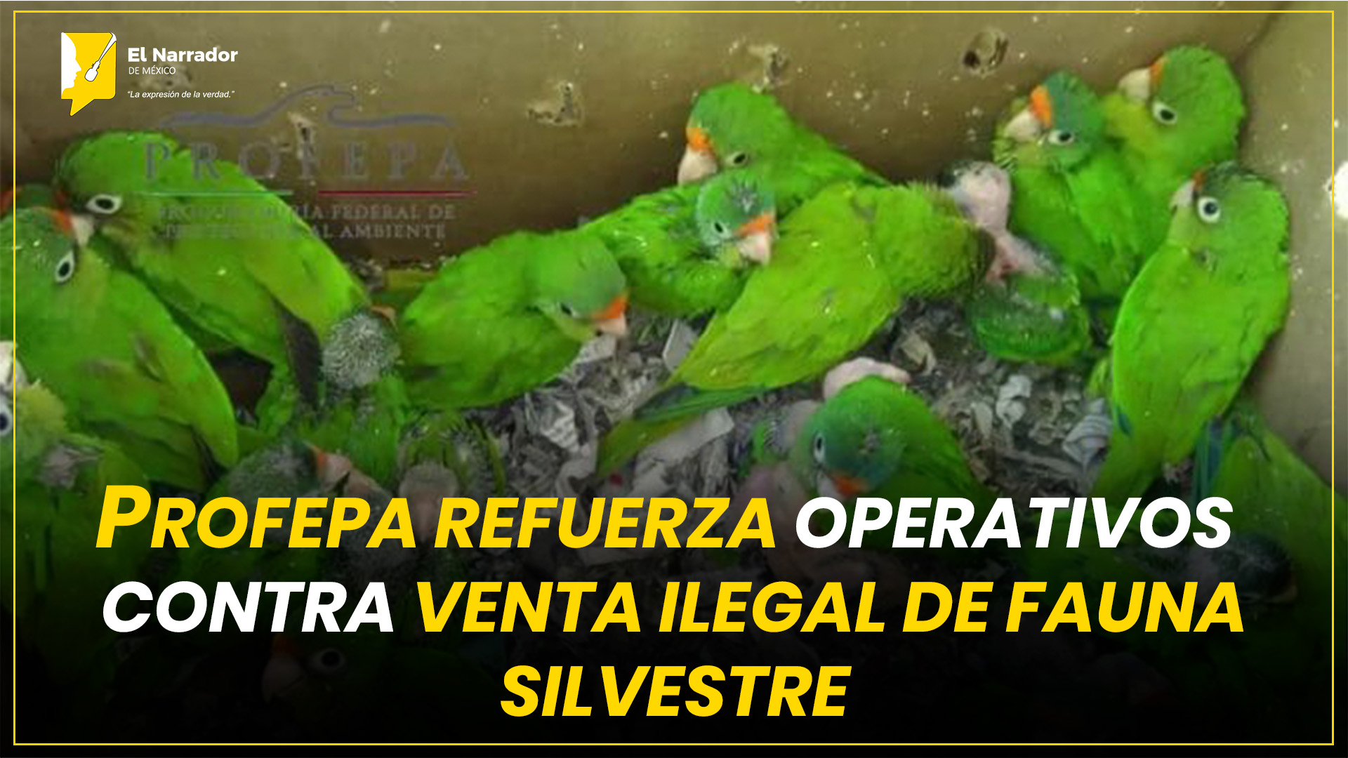 PROFEPA REFUERZA OPERATIVOS CONTRA VENTA ILEGAL DE FAUNA SILVESTRE
