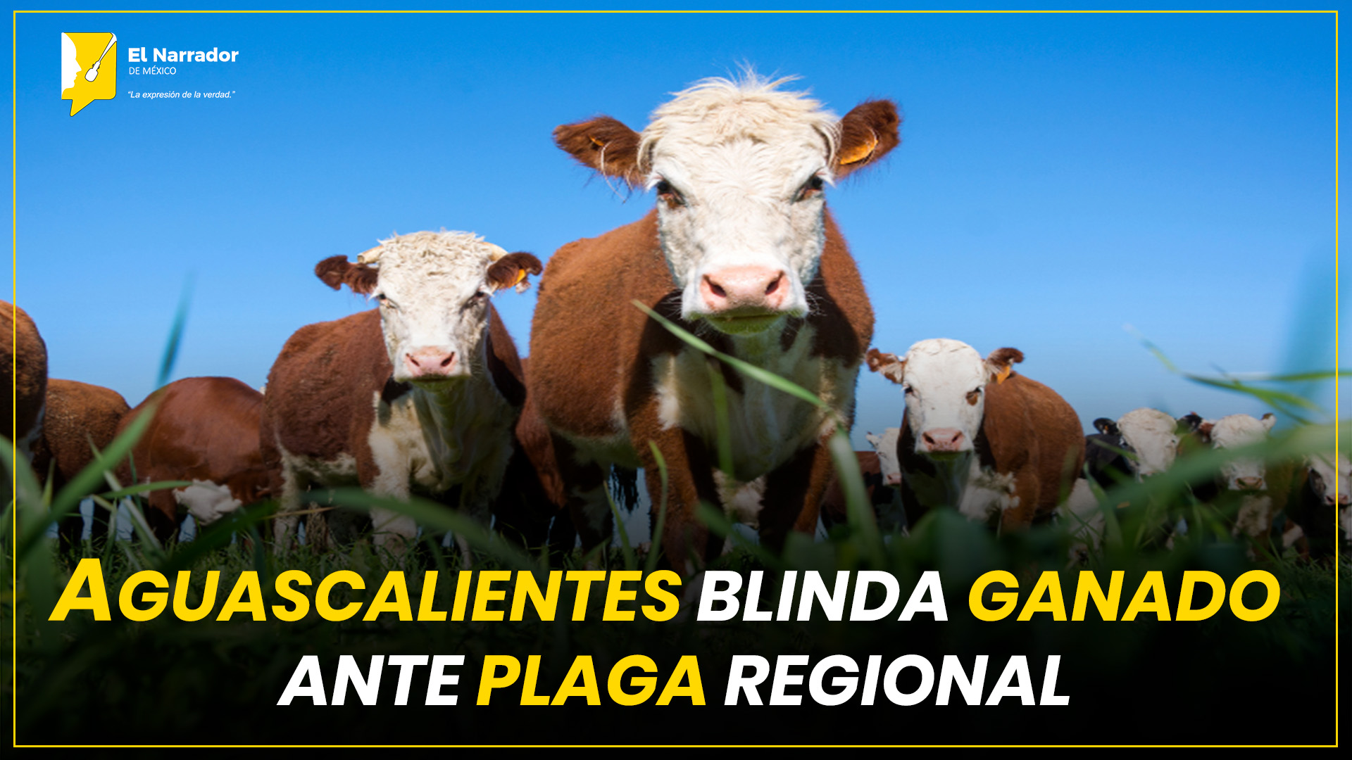 AGUASCALIENTES BLINDA GANADO ANTE PLAGA REGIONAL