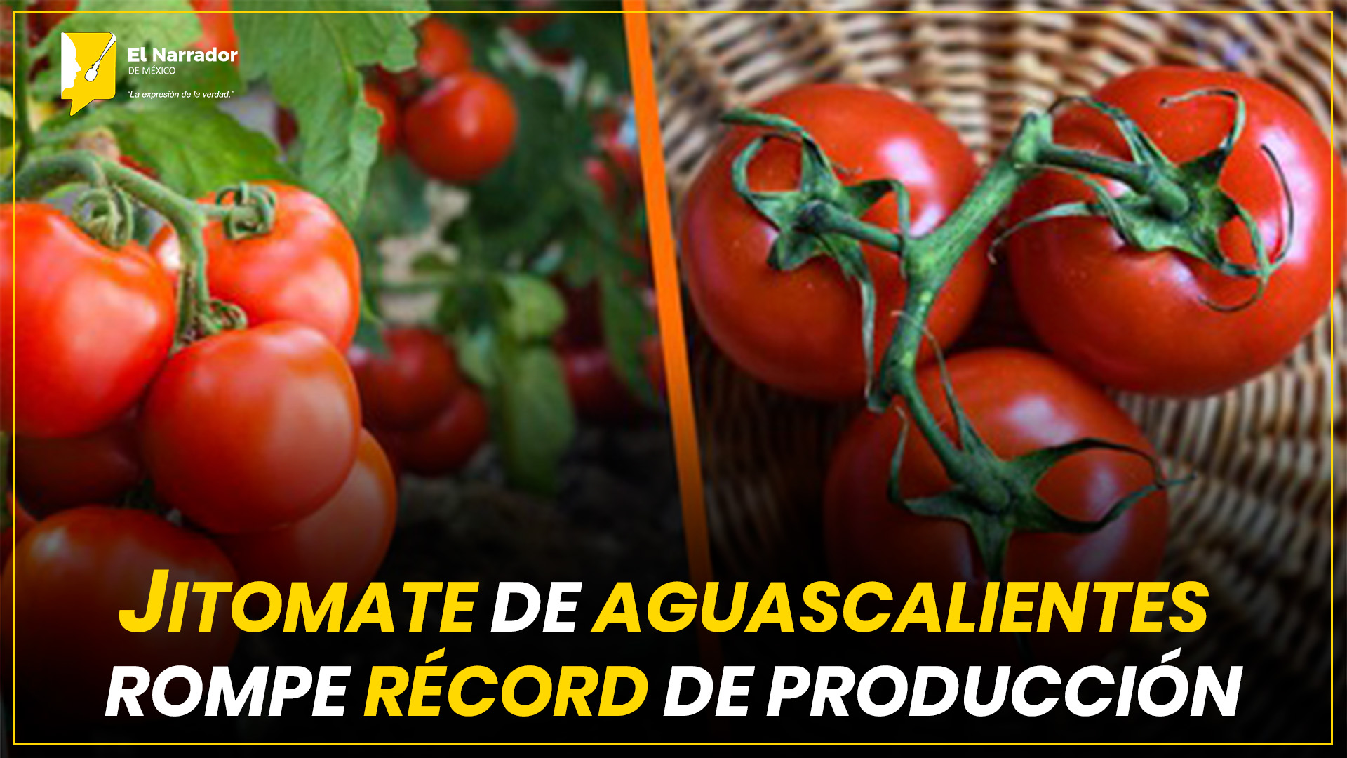 JITOMATE DE AGUASCALIENTES ROMPE RÉCORD DE PRODUCCIÓN