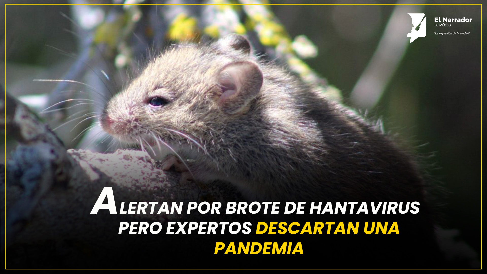 HANTAVIRUS GENERA ALERTA, PERO EXPERTOS DESCARTAN OTRA PANDEMIA