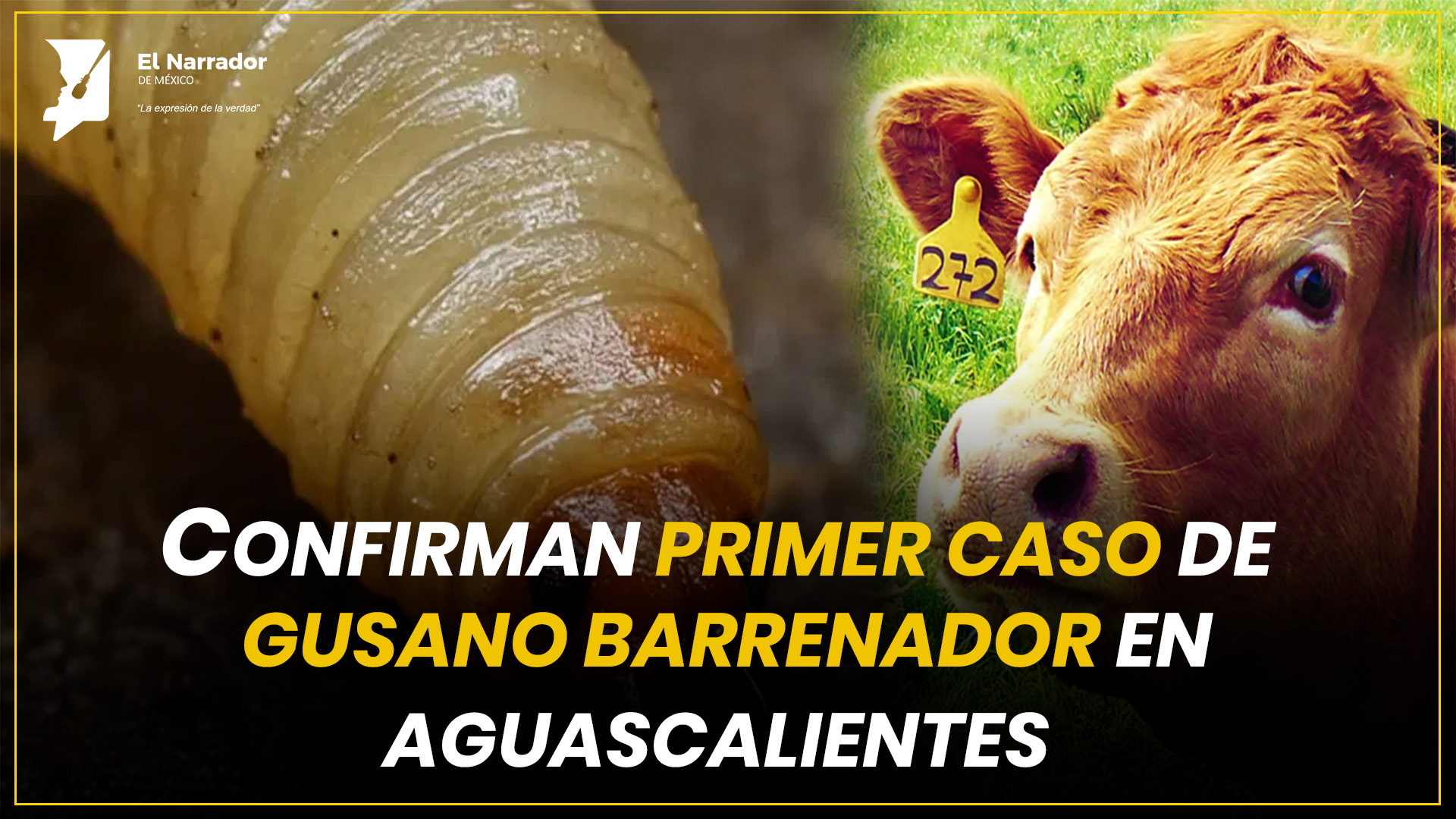 CONFIRMAN PRIMER CASO DE GUSANO BARRENADOR EN AGS