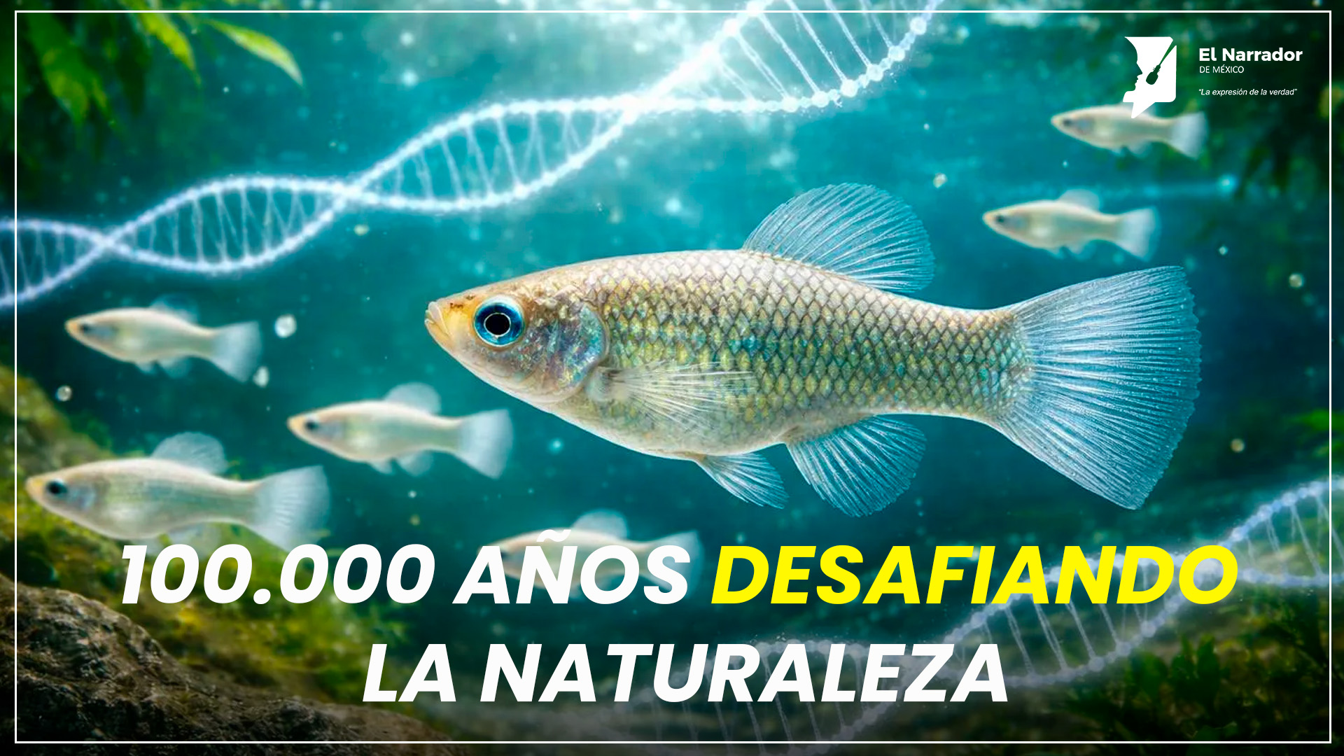 EL PEZ QUE DESAFÍA LA EVOLUCIÓN HACE 100.000 AÑOS SIN NECESITAR MACHOS