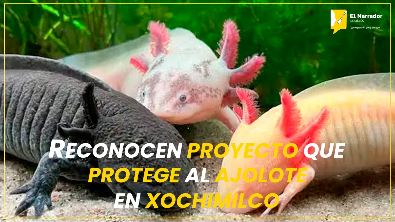 RECONOCEN PROYECTO QUE PROTEGE AL AJOLOTE EN XOCHIMILCO