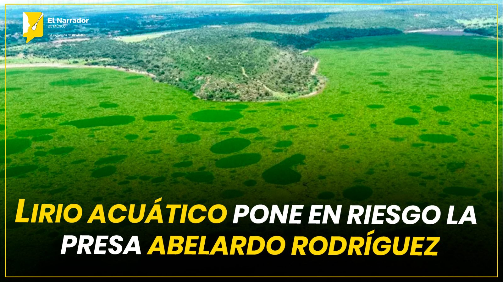 LIRIO ACUÁTICO PONE EN RIESGO LA PRESA ABELARDO RODRÍGUEZ