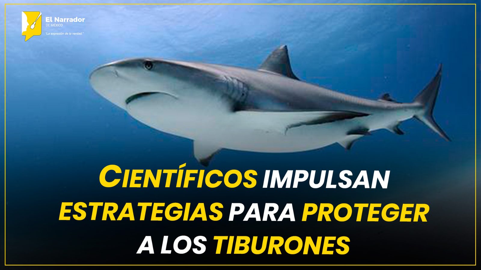 CIENTÍFICOS IMPULSAN ESTRATEGIAS PARA PROTEGER A LOS TIBURONES