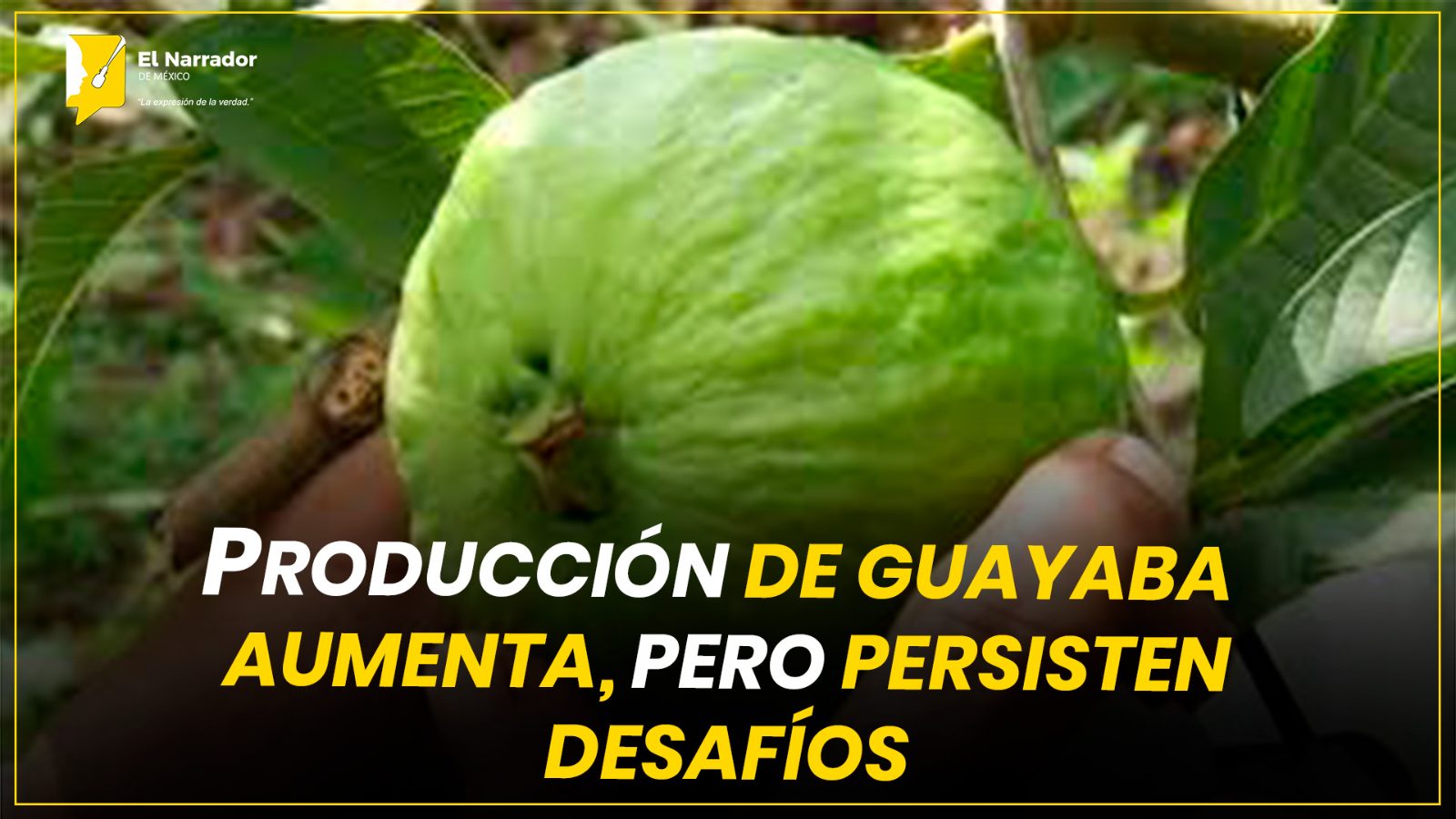 PRODUCCIÓN DE GUAYABA AUMENTA, PERO PERSISTEN DESAFÍOS