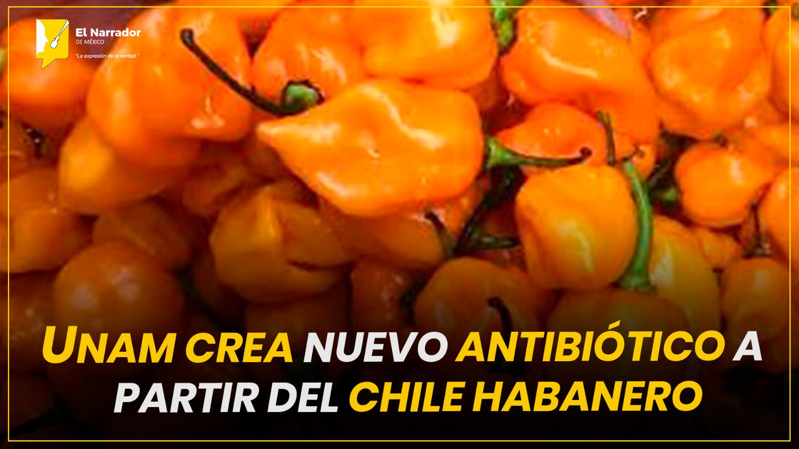 UNAM CREA NUEVO ANTIBIÓTICO A PARTIR DEL CHILE HABANERO