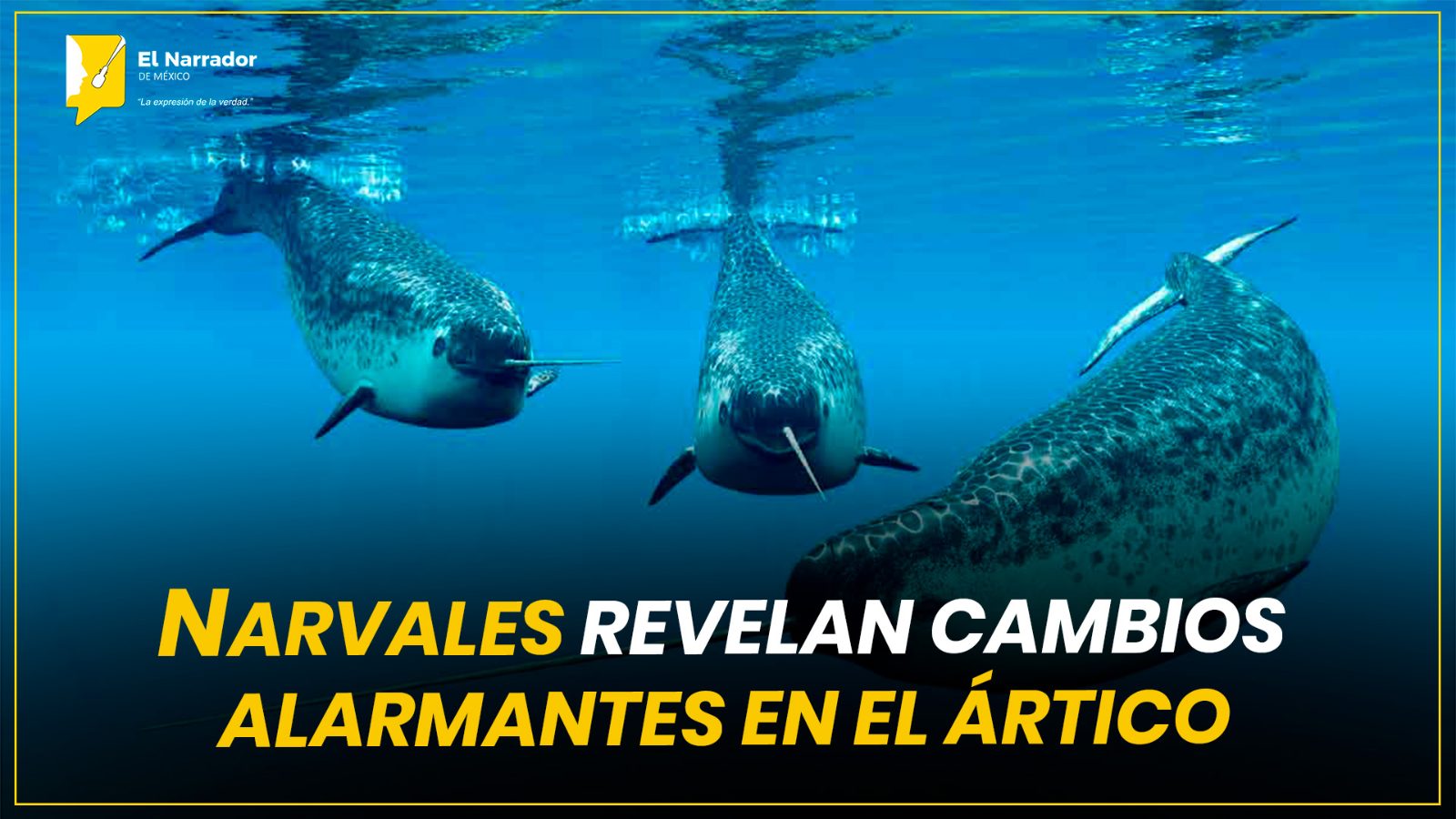 NARVALES REVELAN CAMBIOS ALARMANTES EN EL ÁRTICO